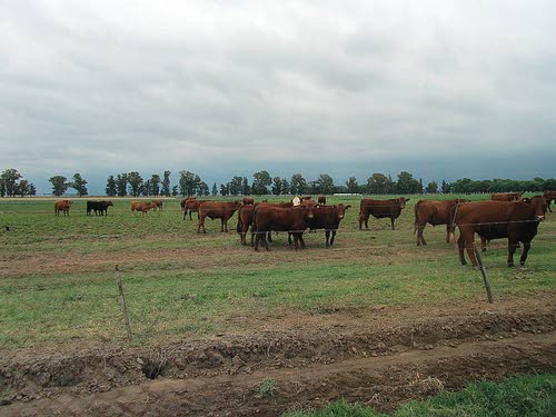 Argentina Agriculture 